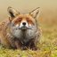 foxy