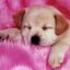 Martina