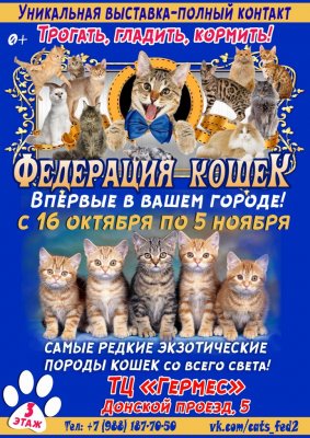 Впервые в г.Новомосковск контактная выставка "Федерация кошек" из Санкт-Петербурга! 